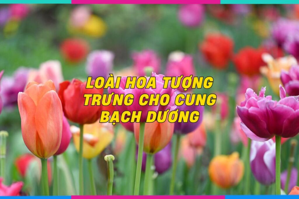 loai-hoa-tuong-trung-cho-cung-bach-duong 0